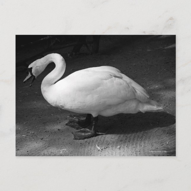 Cartão Postal HiSS (Frente)