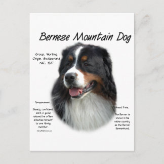 Cartão Postal História do Cão de Montanha Bernês; Tudo Sobre os 
