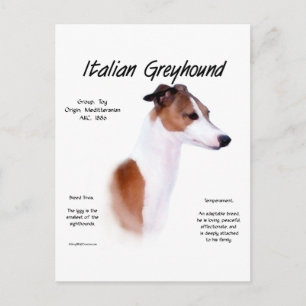 Cartão Postal História do Galgo Italiano Design