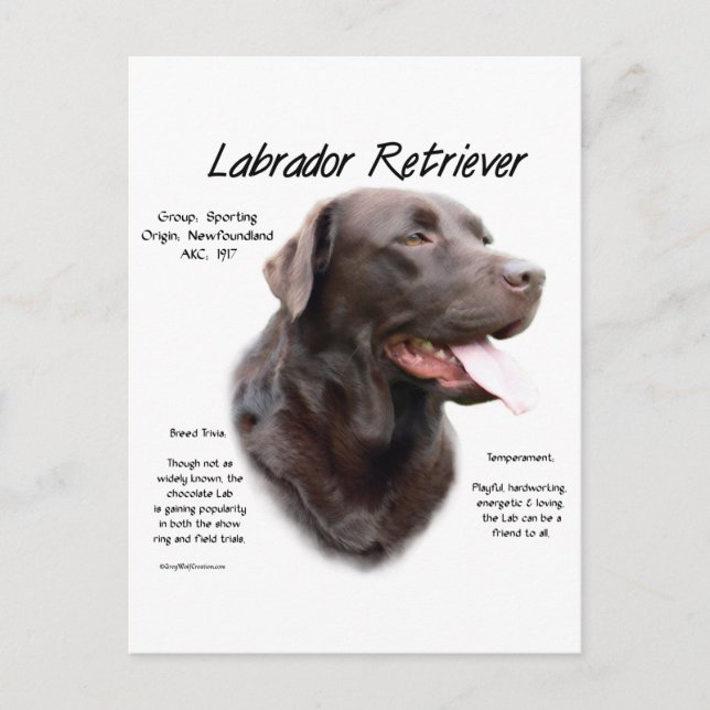 Cartão Postal História do Labrador Retriever (chocolate) Design (Frente)