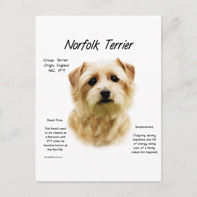Cartão Postal História do Norfolk Terrier Design (Frente)