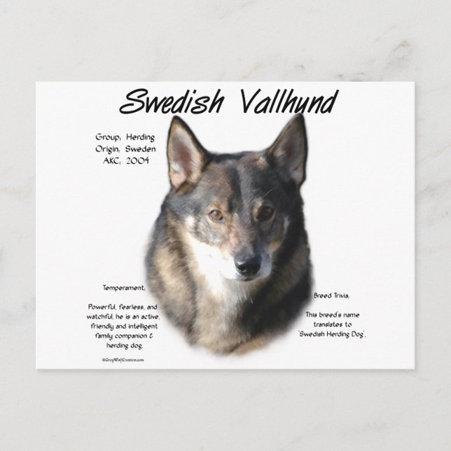 Cartão Postal História do Vallhund Sueco (Frente)