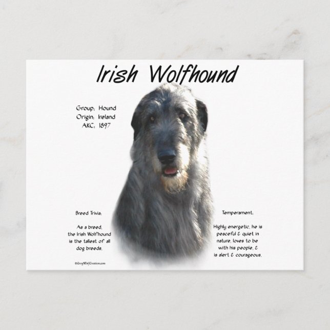 Cartão Postal História do Wolfhound Irlandês da cinza (Frente)