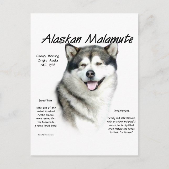 Cartão Postal História Malamute do Alaska, tudo sobre Malamutes (Frente)
