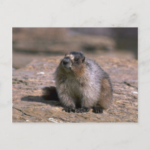 Cartão Postal Hoary Marmot