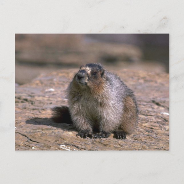 Cartão Postal Hoary Marmot (Frente)