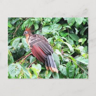 Cartão Postal Hoatzin "Stinky Turkey" Pastaza River, Equatoriano