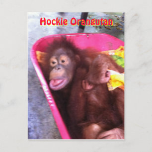 Cartão Postal Hockie Orangutan, uma garota especial