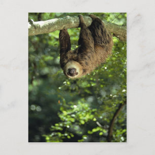 Cartão Postal Hoffmann's two-toed sloth