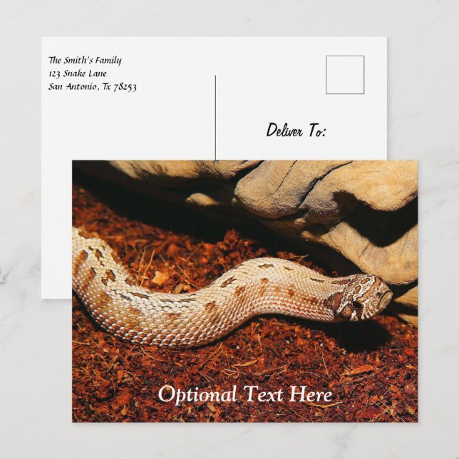 Cartão Postal Hognose Pet Cobra (Frente/Verso)