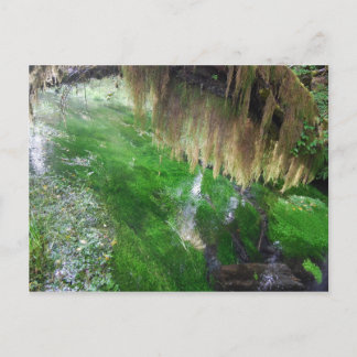 Cartão Postal Hoh Rain Forest