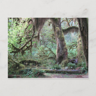 Cartão Postal Hoh Rain Forest - Parque Nacional da Olimpiadas
