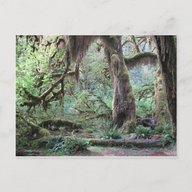 Cartão Postal Hoh Rain Forest - Parque Nacional da Olimpiadas (Frente)