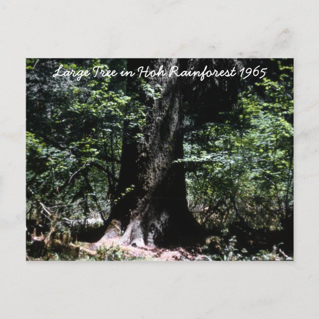 Cartão Postal Hoh RainForest 1965 (Frente)