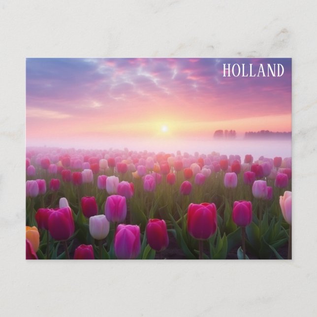 Cartão Postal Holanda Holandesa Tulips Viagem Foto (Frente)