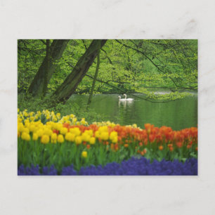 Cartão Postal Holanda, Lisse. Cisnes brancas no meio do lago