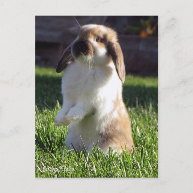 Cartão Postal holland lop em pé (Frente)