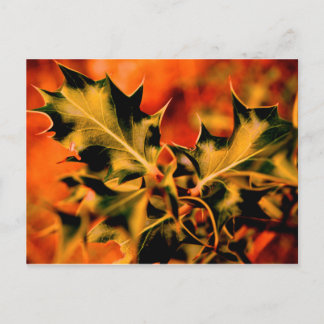 Cartão Postal Holly