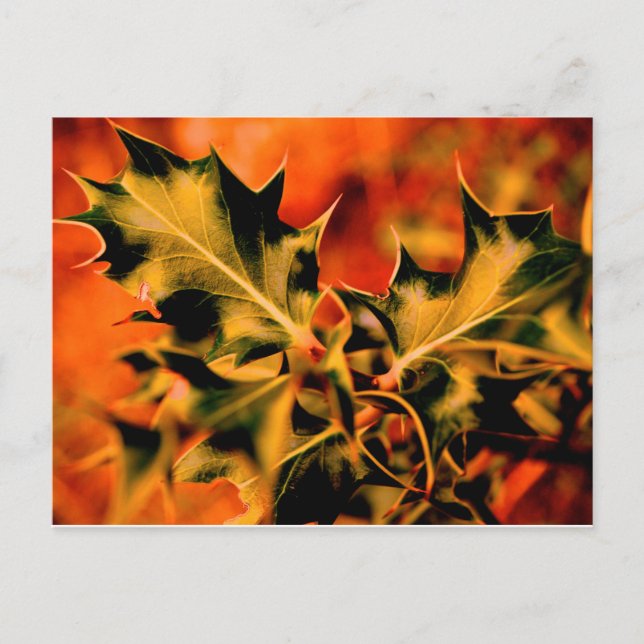 Cartão Postal Holly (Frente)