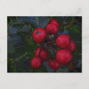 Cartão Postal Holly Berries Postcard