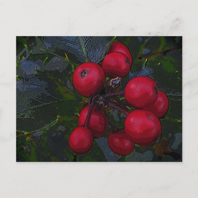 Cartão Postal Holly Berries Postcard (Frente)