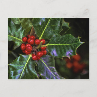 Cartão Postal Holly Leaves e Berries