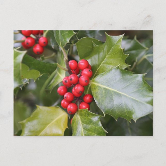 Cartão Postal Holly Photo (Frente)