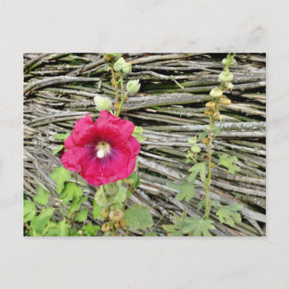Cartão Postal Hollyhock por uma tradicional vedação ucraniana