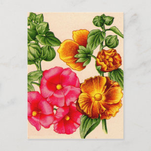 Cartão Postal hollyhocks em rosa e amarelo