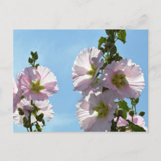 Cartão Postal Hollyhocks: Japan