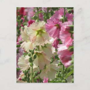 Cartão Postal Hollyhocks: Japão