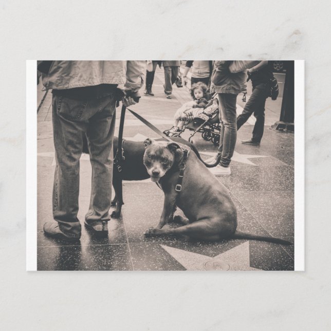 Cartão Postal Hollywood Blvd (Frente)