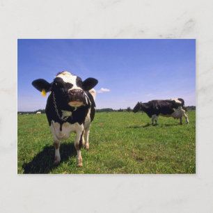 Cartão Postal Holstein Dairy Cattle