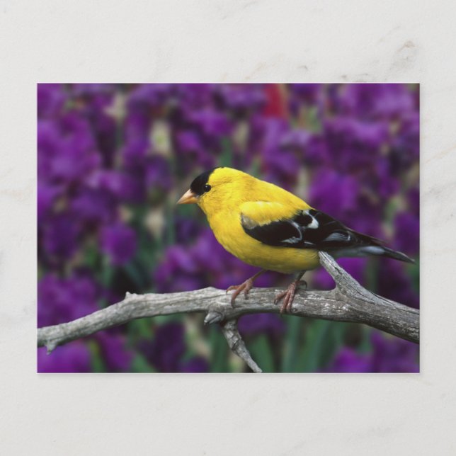 Cartão Postal Homem, Americano Goldfinch na plumagem de Verão. (Frente)