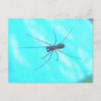 Homem-Aranha-do-jardim debaixo