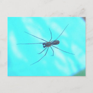 Cartão Postal Homem-Aranha-do-jardim debaixo