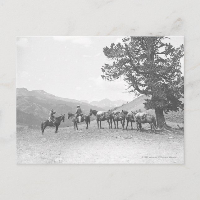 Cartão Postal Homens com cavalos de embalagem olhando sobre a co (Frente)