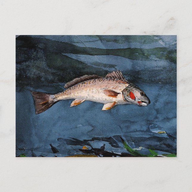 Cartão Postal Homer - Channel Bass, Flórida (Frente)