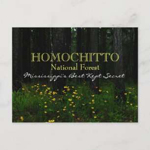 Cartão Postal Homochitto National Forest - Cartaz do Mississippi