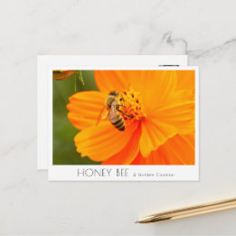 Cartão Postal Honey Bee & Golden Cosmos