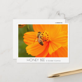 Cartão Postal Honey Bee & Golden Cosmos