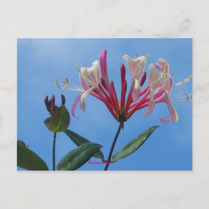 Cartão Postal honeysuckle-1, Honeysuckle