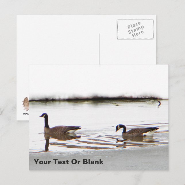 Cartão Postal Honkers - Canadá Geese (Frente/Verso)