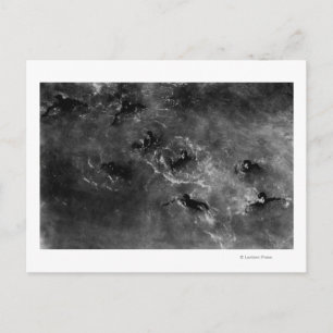 Cartão Postal Honolulu, HA - Garotos de mergulho perto do porto 