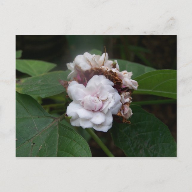 Cartão Postal Honolulu Rosa (Frente)