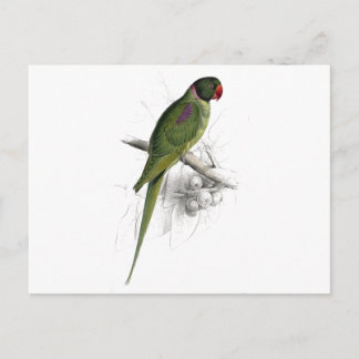 Cartão Postal Hooded Parrakeet por Edward Lear
