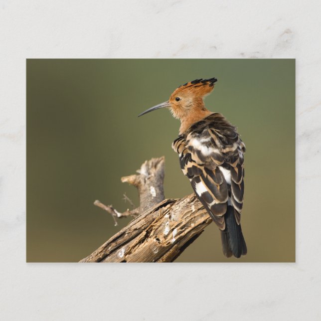 Cartão Postal Hoopoe africano (Frente)