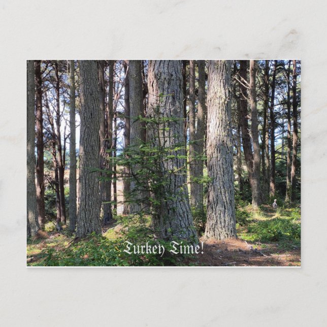 Cartão Postal Hora da Turquia! (Frente)