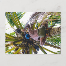 Cartão Postal Hora de limpar os cocos