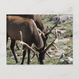 Cartão Postal Hora do almoço